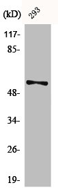 Western Blot analysis of 293 cells using Phospho-Synaptotagmin 1/2 (S309/306) Polyclonal Antibody Western Blot analysis of 293 cells using Phospho-Synaptotagmin 1/2 (S309/306) Polyclonal Antibody