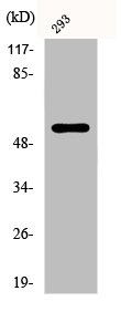 Western Blot analysis of 293 cells using Phospho-Synaptotagmin 1/2 (T202/199) Polyclonal Antibody Western Blot analysis of 293 cells using Phospho-Synaptotagmin 1/2 (T202/199) Polyclonal Antibody
