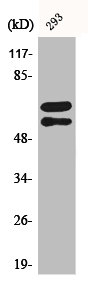 Western Blotting(WB) 1- Phospho-LYN (Y508) Antibody