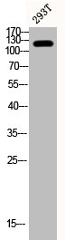 Western Blot analysis of 293T cells using Phospho-FAK (Y407) Polyclonal Antibody Western Blot analysis of 293T cells using Phospho-FAK (Y407) Polyclonal Antibody