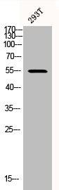 Western Blot analysis of 293T cells using Phospho-Akt1/3 (Y437/434) Polyclonal Antibody