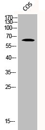 Western Blot analysis of COS cells using Phospho-FRS2 (Y436) Polyclonal Antibody