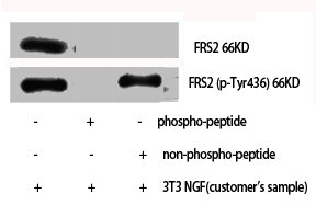 Western Blot analysis of NIH-3T3 cells using Phospho-FRS2 (Y436) Polyclonal Antibody