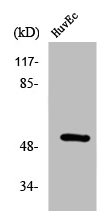 Western Blotting(WB) 1- Phospho-HNF4A (S313) Antibody