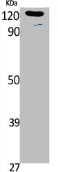 Western Blot analysis of K562, cells using Phospho-Ob-R (Y1141) Polyclonal Antibody Western Blot analysis of K562, cells using Phospho-Ob-R (Y1141) Polyclonal Antibody