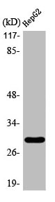 Western Blot analysis of HuvEc cells using ACBD6 Polyclonal Antibody