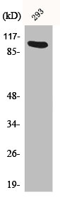 Western Blot analysis of 293 cells using Ah Receptor Polyclonal Antibody