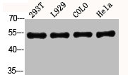 Western Blot analysis of 293T L929 COLO HELA cells using Akt Polyclonal Antibody