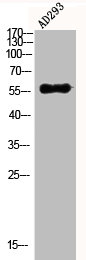 Western Blot analysis of AD293 using Akt Polyclonal Antibody.