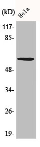 Western Blot analysis of HeLa cells using Akt Polyclonal Antibody