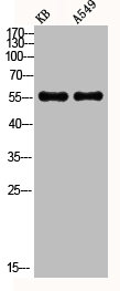 Western Blot analysis of KB A549 using Akt Polyclonal Antibody