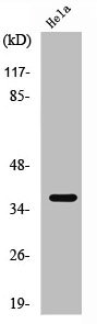 Western Blot analysis of A549 cells using ApoF Polyclonal Antibody