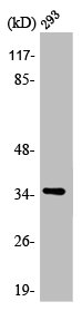 Western Blot analysis of 293 cells using AQP4 Polyclonal Antibody Western Blot analysis of 293 cells using AQP4 Polyclonal Antibody