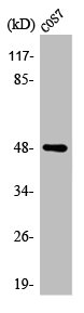 Western Blot analysis of COS7 cells using ARK-1 Polyclonal Antibody Western Blot analysis of COS7 cells using ARK-1 Polyclonal Antibody