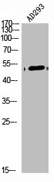 Western Blot analysis of AD293 cells using Arrdc1 Polyclonal Antibody