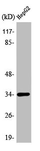 Western Blot analysis of HeLa cells using ATF-1 Polyclonal Antibody Western Blot analysis of HeLa cells using ATF-1 Polyclonal Antibody