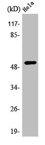 Western Blot analysis of HuvEc cells using ATF-7 Polyclonal Antibody