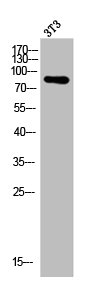 Western Blot analysis of 3T3 cells using ATRIP Polyclonal Antibody Western Blot analysis of 3T3 cells using ATRIP Polyclonal Antibody