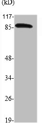 Western Blot analysis of various cells using ATRIP Polyclonal Antibody