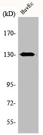 Western Blot analysis of HuvEc cells using AZI1 Polyclonal Antibody Western Blot analysis of HuvEc cells using AZI1 Polyclonal Antibody