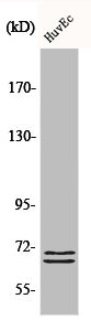 Western Blot analysis of 293 cells using BLNK Polyclonal Antibody