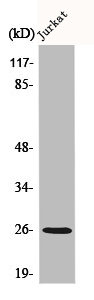 Western Blot analysis of Jurkat cells using C1q-B Polyclonal Antibody Western Blot analysis of Jurkat cells using C1q-B Polyclonal Antibody