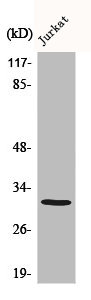 Western Blot analysis of various cells using C1QBP Polyclonal Antibody diluted at 1:1000