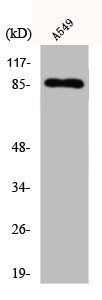 Western Blot analysis of A549 cells using Cadherin-7 Polyclonal Antibody