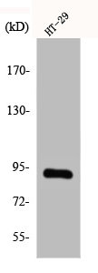 Western Blot analysis of Jurkat cells using CAGE-1 Polyclonal Antibody Western Blot analysis of Jurkat cells using CAGE-1 Polyclonal Antibody