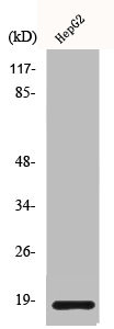 Western Blot analysis of HuvEc cells using Calmodulin Polyclonal Antibody