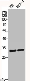 Western Blot analysis of KB MCF7 cells using Caspase-3 Polyclonal Antibody