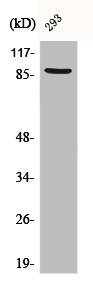 Western Blot analysis of 293 cells using Catenin-beta Polyclonal Antibody Western Blot analysis of 293 cells using Catenin-beta Polyclonal Antibody