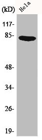 Western Blot analysis of HeLa cells using Catenin-gamma Polyclonal Antibody