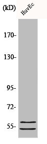 Western Blot analysis of HuvEc cells using CBG Polyclonal Antibody