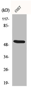 Western Blot analysis of COS7 cells using CD2BP2 Polyclonal Antibody