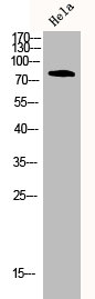 Western Blot analysis of hela cells using CD44 Polyclonal Antibody