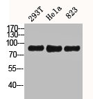 Western Blot analysis of 293T Hela 823 cells using CD44 Polyclonal Antibody