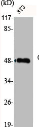 Western Blotting(WB) 2- FAS Antibody