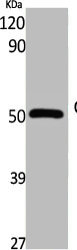 Western Blot analysis of various cells using Cdc37 Polyclonal Antibody