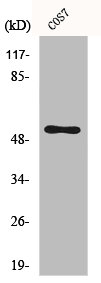 Western Blot analysis of MCF7 cells using Cdc37 Polyclonal Antibody Western Blot analysis of MCF7 cells using Cdc37 Polyclonal Antibody