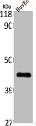 Western Blot analysis of HuvEc cells using Cdc37 Polyclonal Antibody