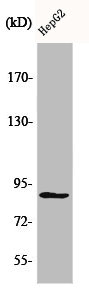 Western Blot analysis of HepG2 cells using CDC46 Polyclonal Antibody Western Blot analysis of HepG2 cells using CDC46 Polyclonal Antibody