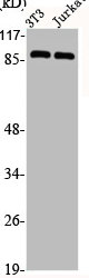 Western Blot analysis of NIH-3T3 Jurkat cells using CDC46 Polyclonal Antibody