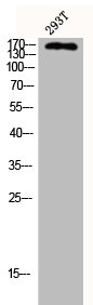 Western Blot analysis of 293T cells using CUX1 Polyclonal Antibody Western Blot analysis of 293T cells using CUX1 Polyclonal Antibody