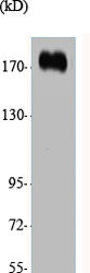 Western Blot analysis of various cells using CUX1 Polyclonal Antibody