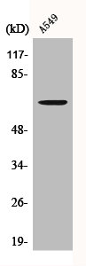 Western Blot analysis of A549 cells using CERKL Polyclonal Antibody