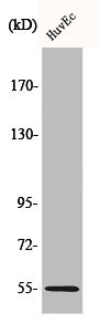 Western Blot analysis of COLO205 cells using c-Fgr Polyclonal Antibody Western Blot analysis of COLO205 cells using c-Fgr Polyclonal Antibody