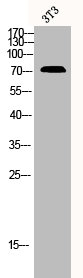 Western Blot analysis of 3T3 cells using CNT2 Polyclonal Antibody