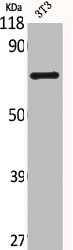Western Blot analysis of NIH-3T3 cells using CNT2 Polyclonal Antibody