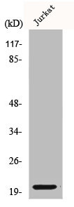 Western Blot analysis of COS7 cells using COP aeta1 Polyclonal Antibody